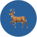 Deer Flow Logo